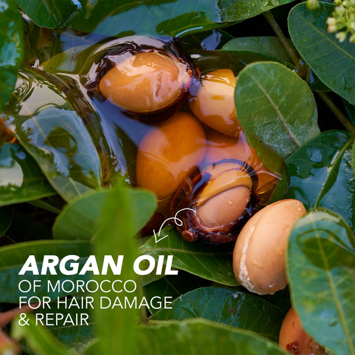 Herbal Essences bio:renew Argan Oil of Morocco CONDITIONER, 400ml | No Parabens No Colourants - Image 2